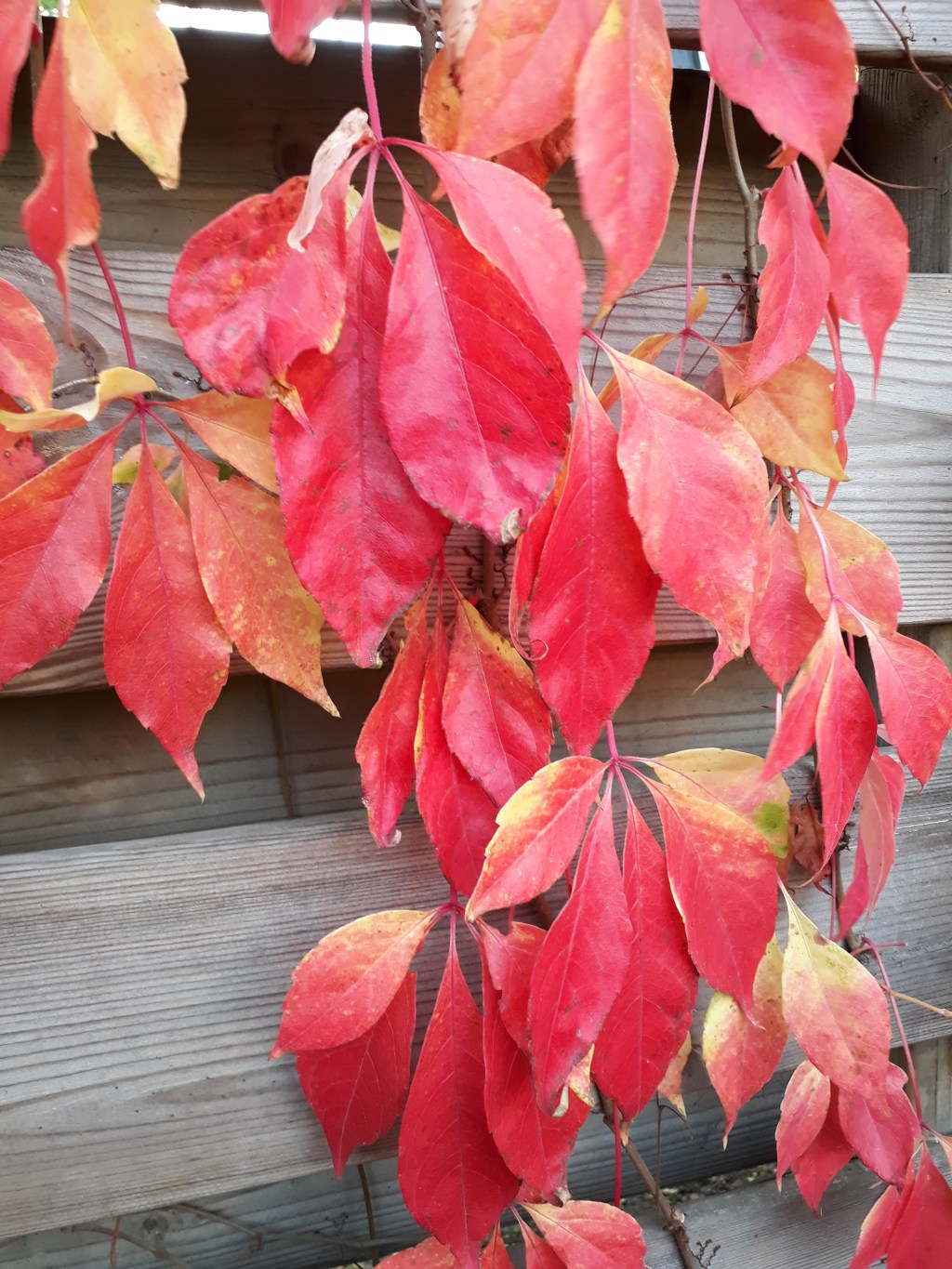 Vallende blaadjes – vallend&nbsp;gemoed?